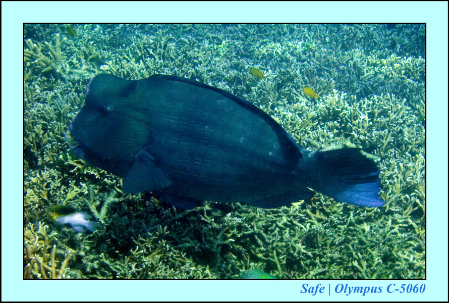 2008 - 07 - Redang - 041